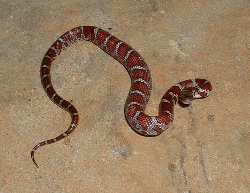 MidAtlantic Plant Research Center Baby Snake