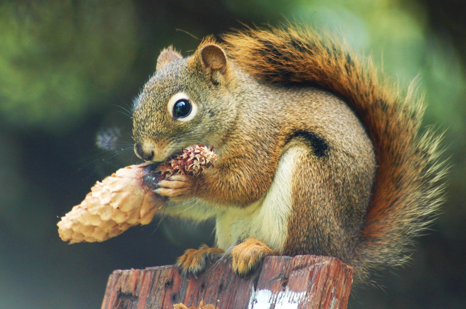 Pine Squirrels Animals Interesting Facts & Latest Pictures Animals