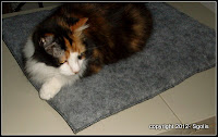 Calico cat loves the purr pad