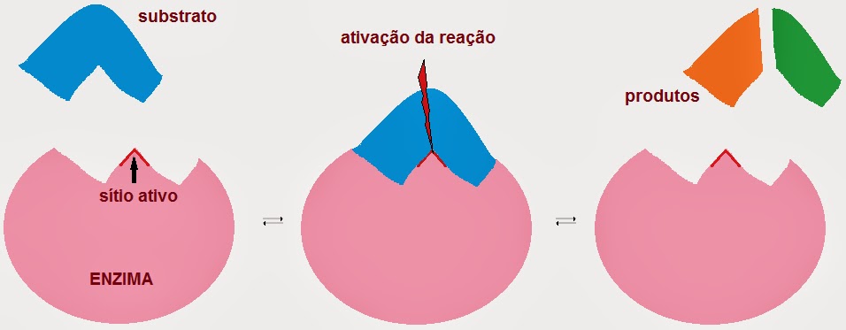 ENZIMAS VIDEO enzimas video: