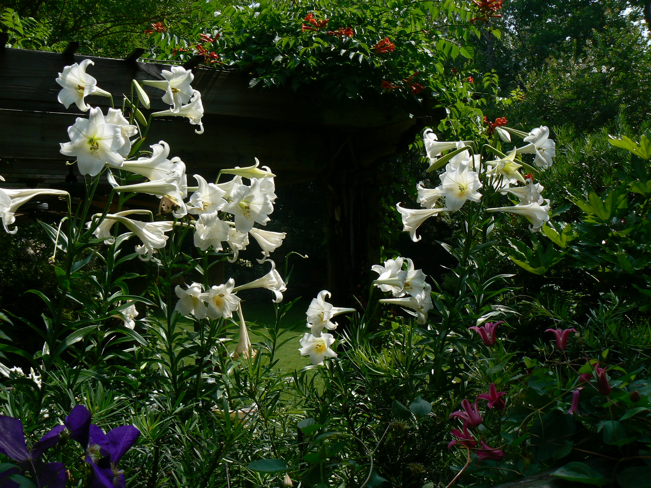 Garden Photo Today What can happen to Easter lilies after Easter