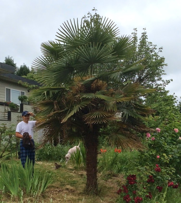 Growing Greener in the Pacific Northwest 14 year old Chusan Palm. 6.7.14