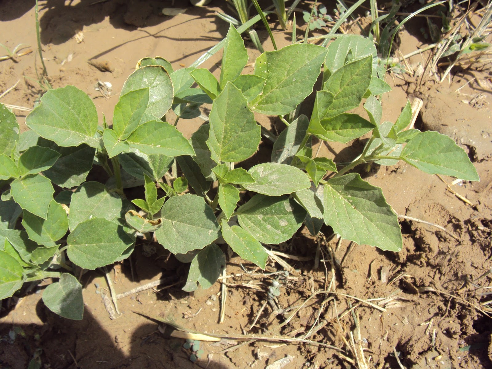 GUAR CULTIVATION IN INDIA GUAR PHOTO GALLERY