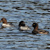 Scaup/Tufted Duck at Bosherston