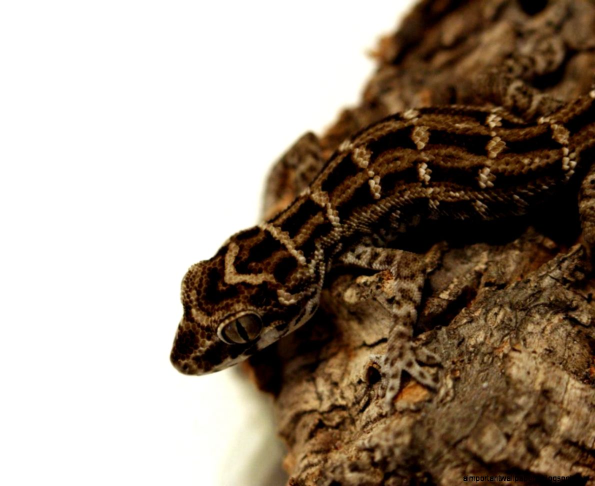viper gecko reptile wallpaper 41181 HQ Desktop Wallpapers viper gecko reptile wallpaper 41181 HQ Desktop Wallpapers