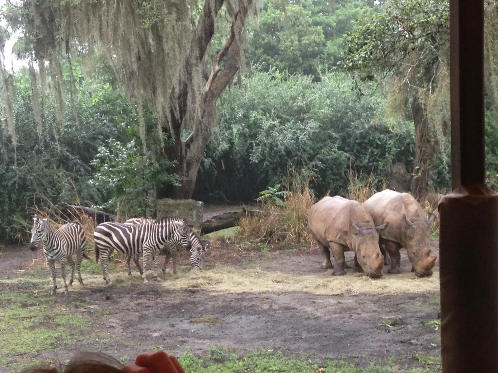 ZooZooReview Disney's Animal Kingdom (Update)