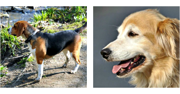 golden retriever sudden causes national epilepsy awareness month epilepsy and your pawsitively pets golden retriever sudden causes national epilepsy awareness month epilepsy and your pawsitively pets