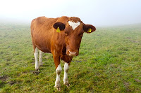 563192_web_R_B_by_jcpoffet_pixelio.de.jp