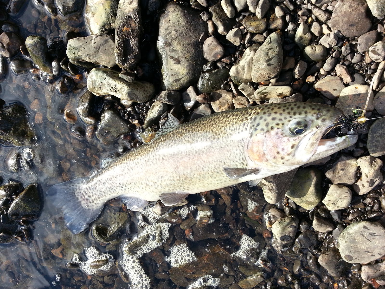 THE FLYJournal fly fishing experience LOWER ILLINOIS RIVER (Gore