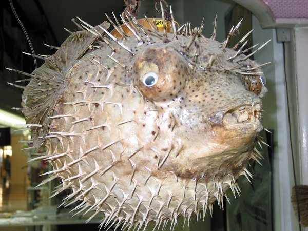 Images Of Blowfish