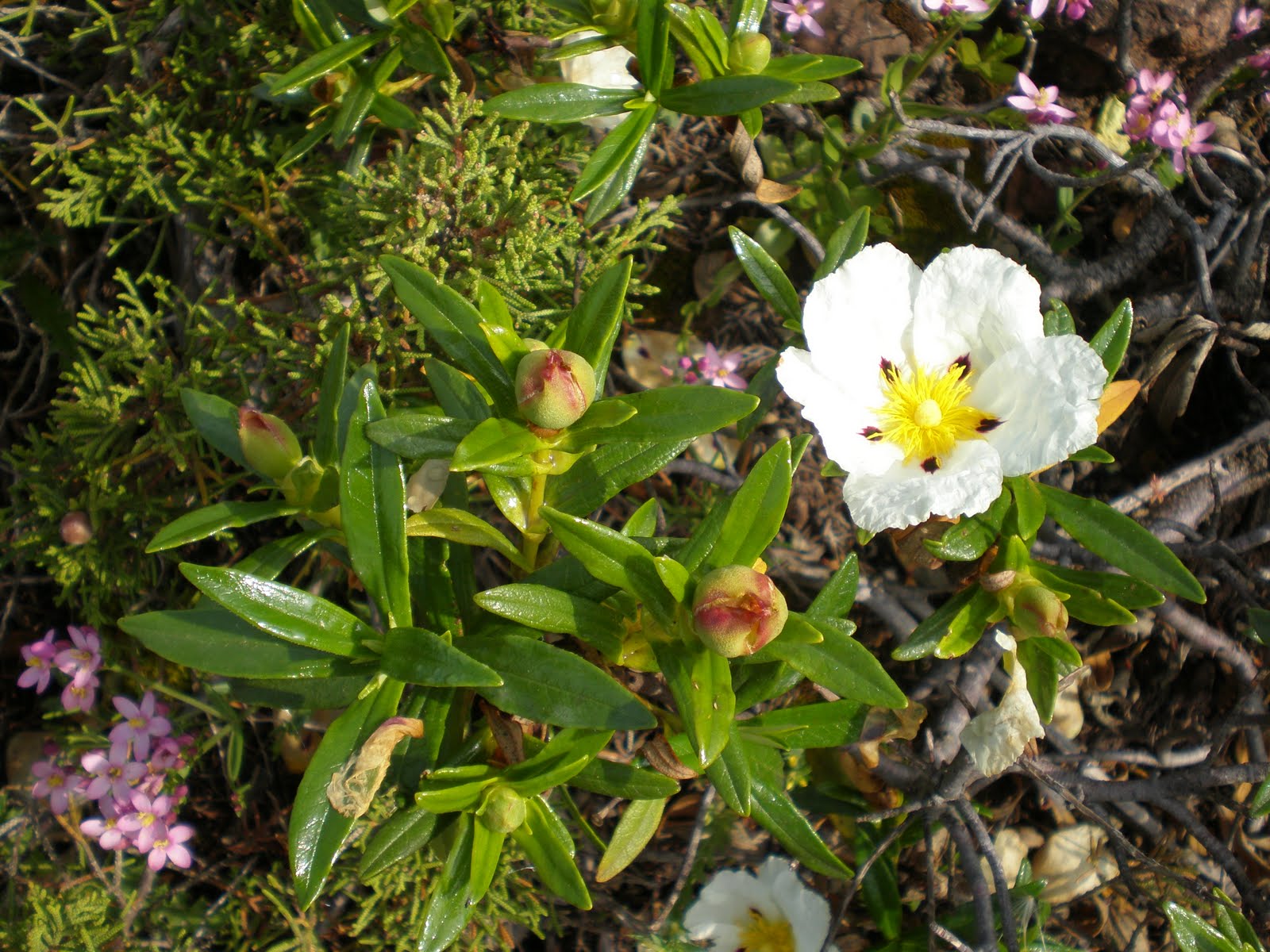 Cistus Ladaniferus