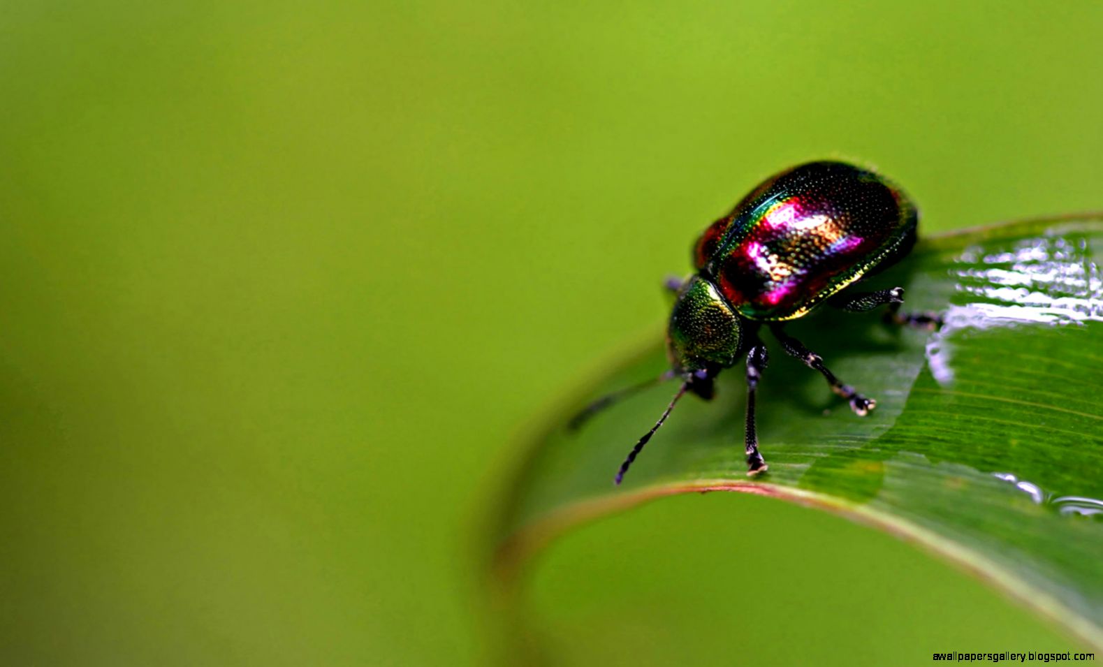 Colorful beetle Wallpapers Colorful beetle Wallpapers