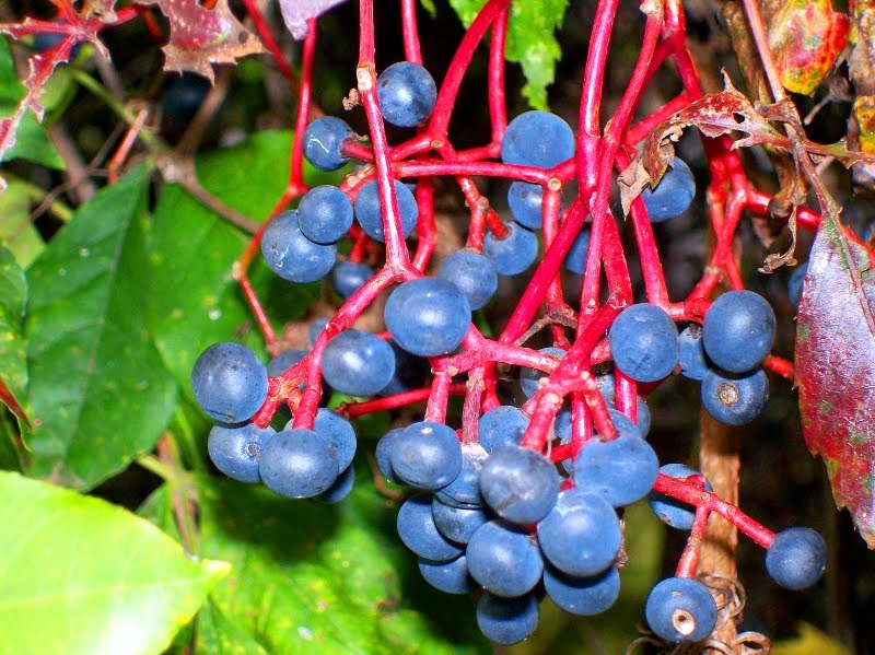 Virginia Creeper Berries