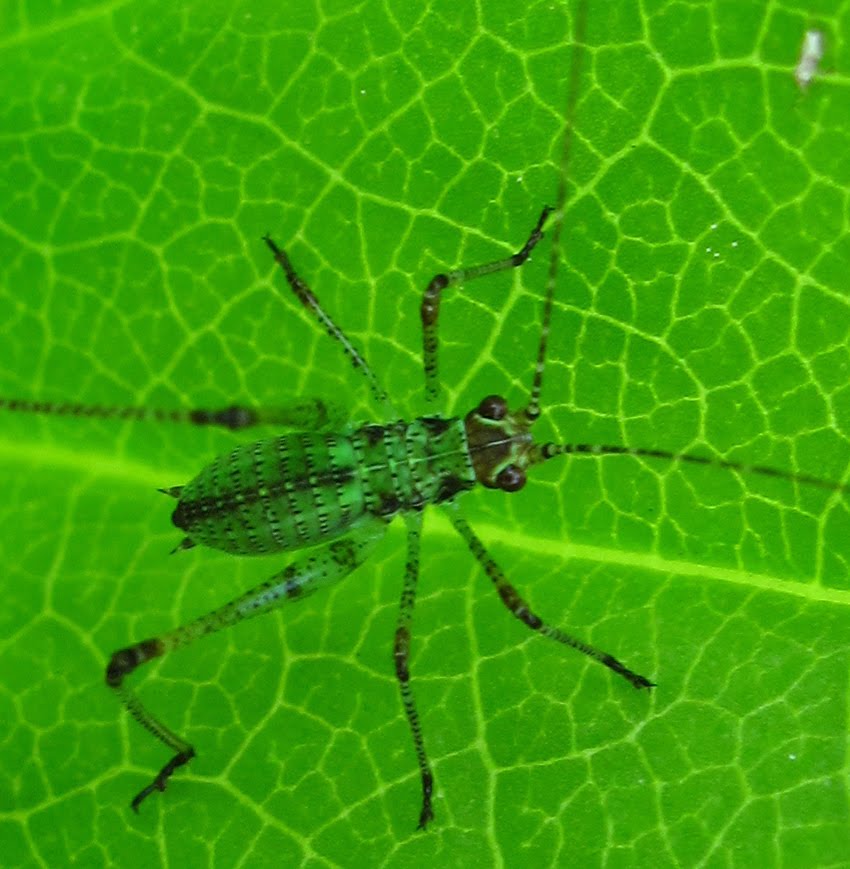 pintando plantas Mimetismo