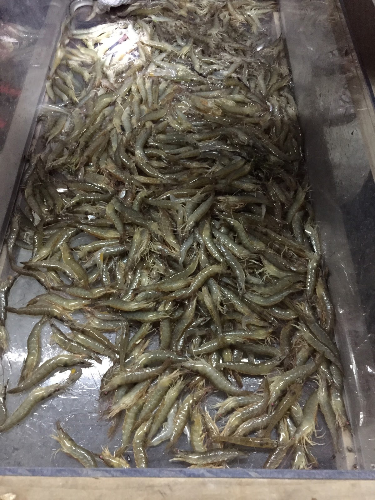 Mai Po Tour And Gei Wai Shrimp Feast Joie De Vivre Blog By G4gary