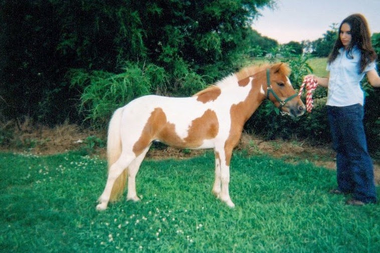 Miniature Horse Weight Chart