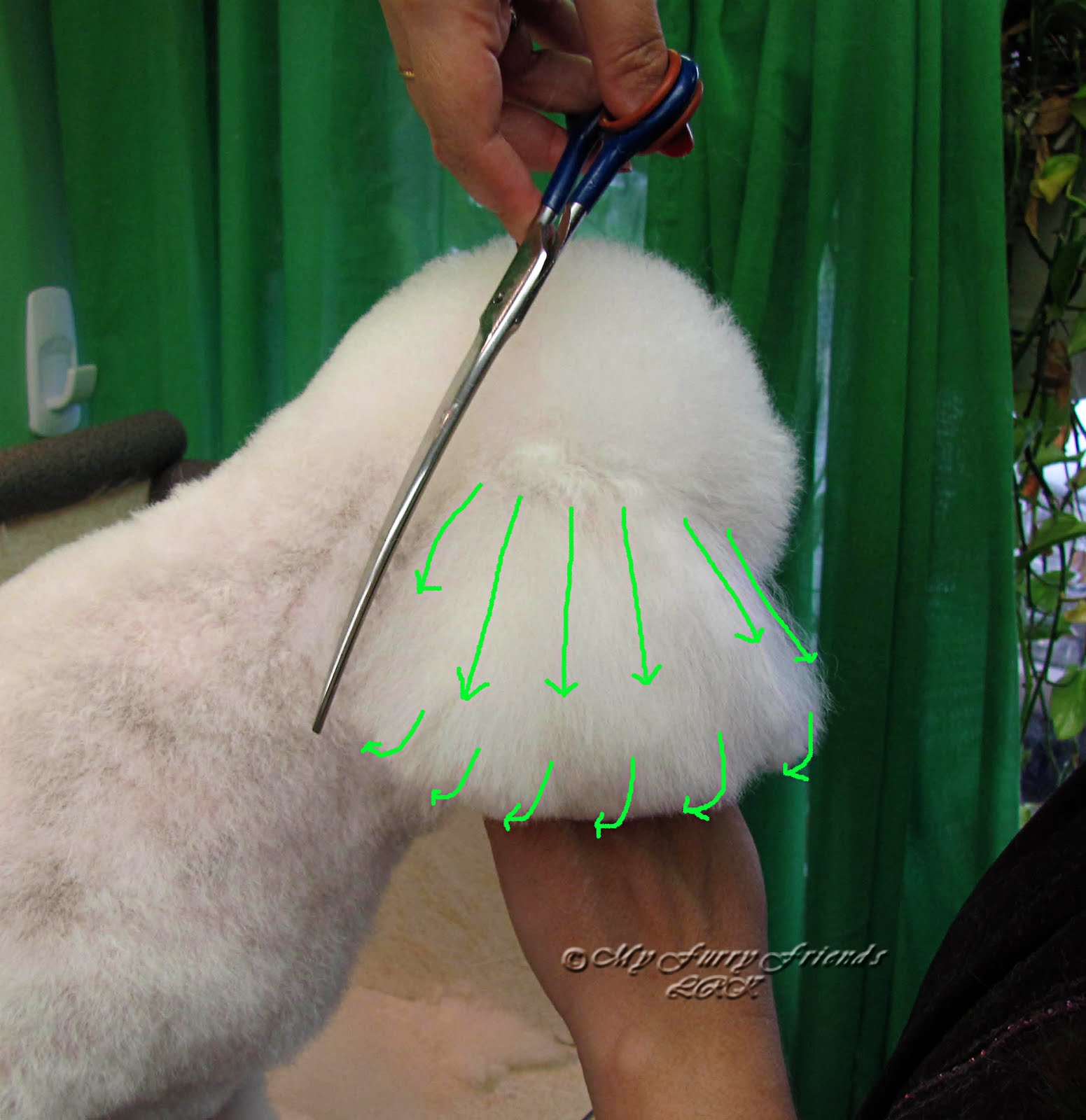 Pet Grooming The Good, The Bad, & The Furry Scissoring Ears to the Leather