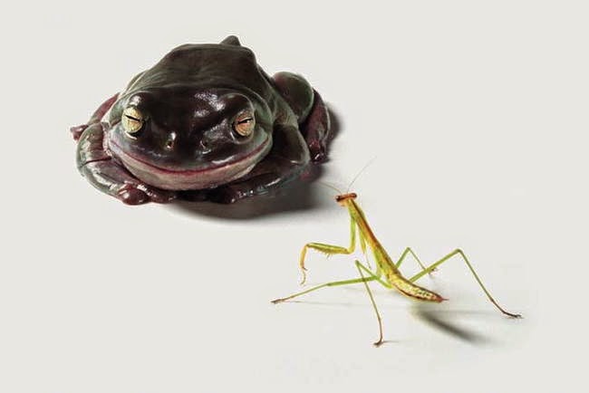 Hunting and feeding (19 pics), Frog about to eat a praying mantis