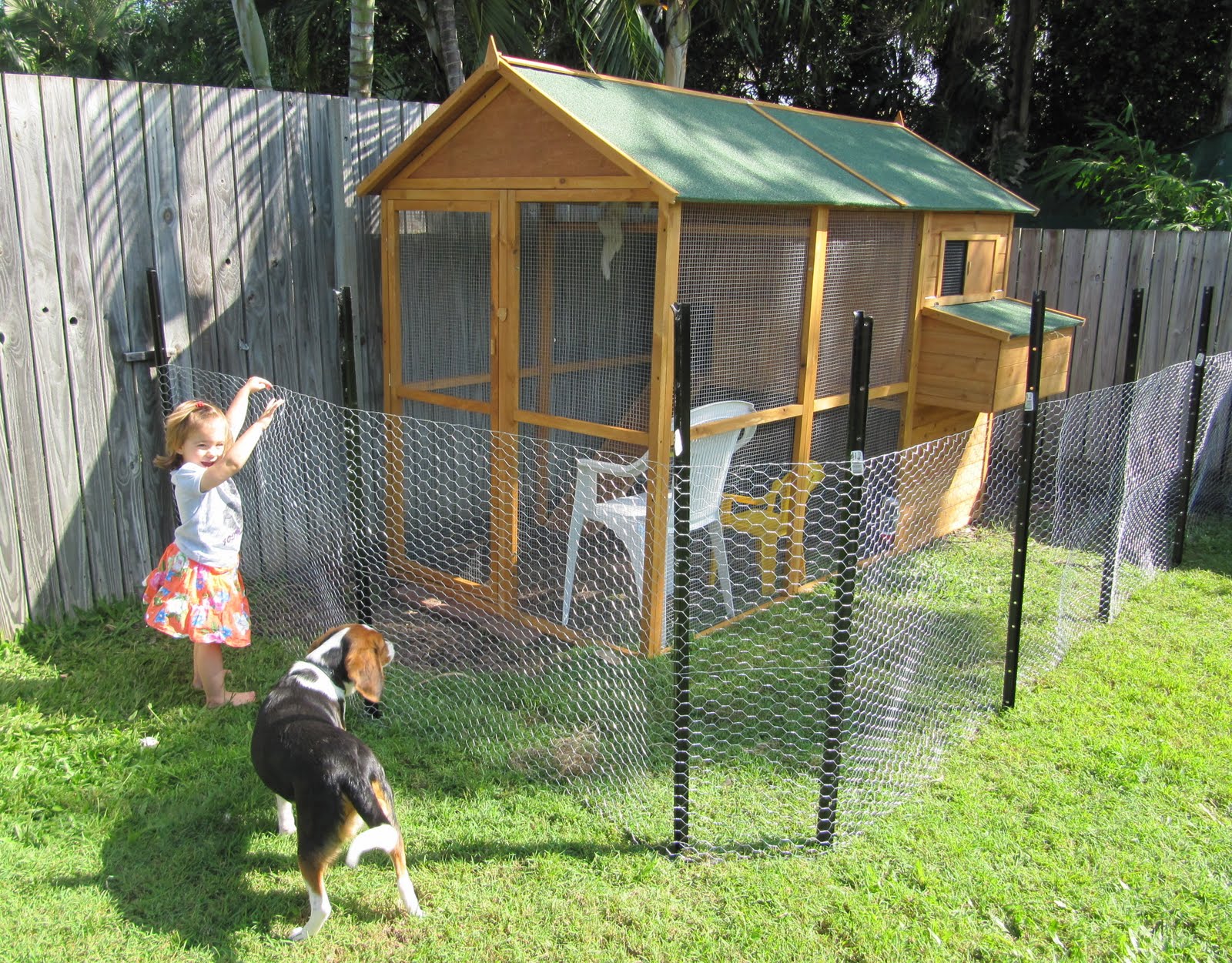 all things guinea pig