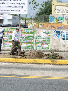 TABEBUIAS QUE PASARAN A MEJOR VIDA SEMBRADAS A LO LOCO