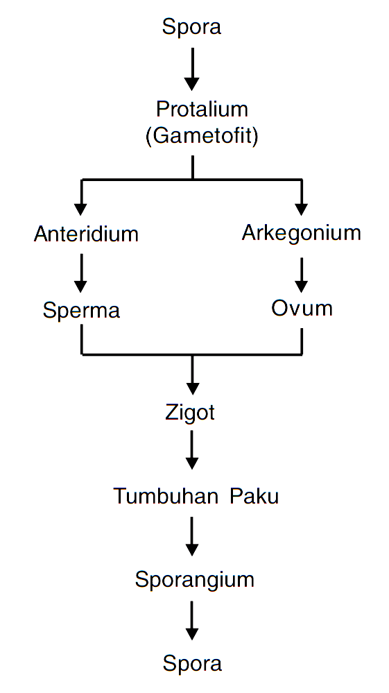 Metagenesis Tumbuhan Paku (Pteridophyta) MATERI SOAL