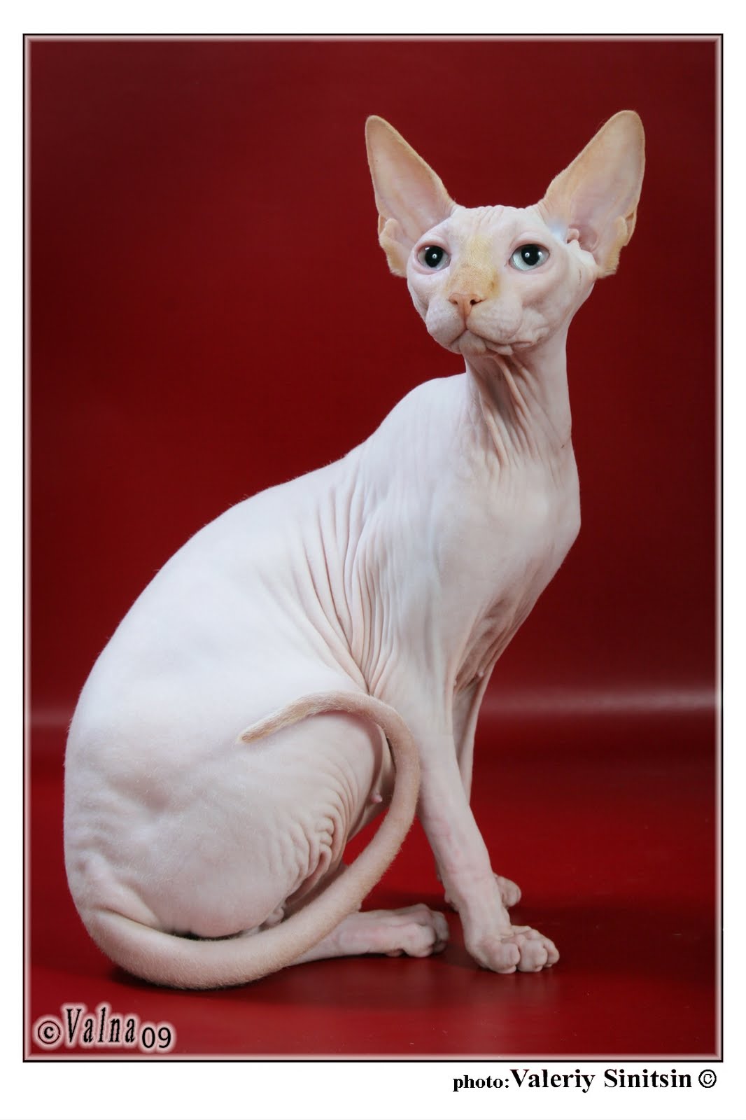 Sphynx Cat Photos