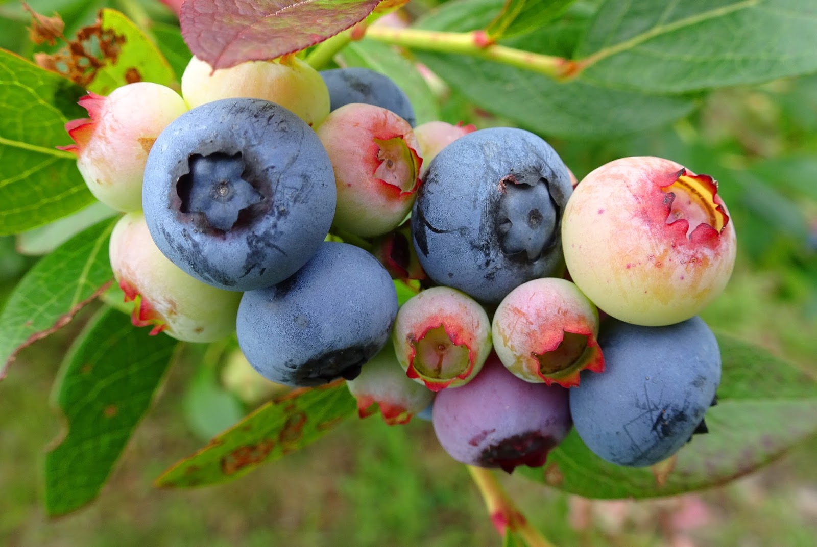 Joe's Retirement Blog Blueberry Season, Plymouth, Massachusetts, USA