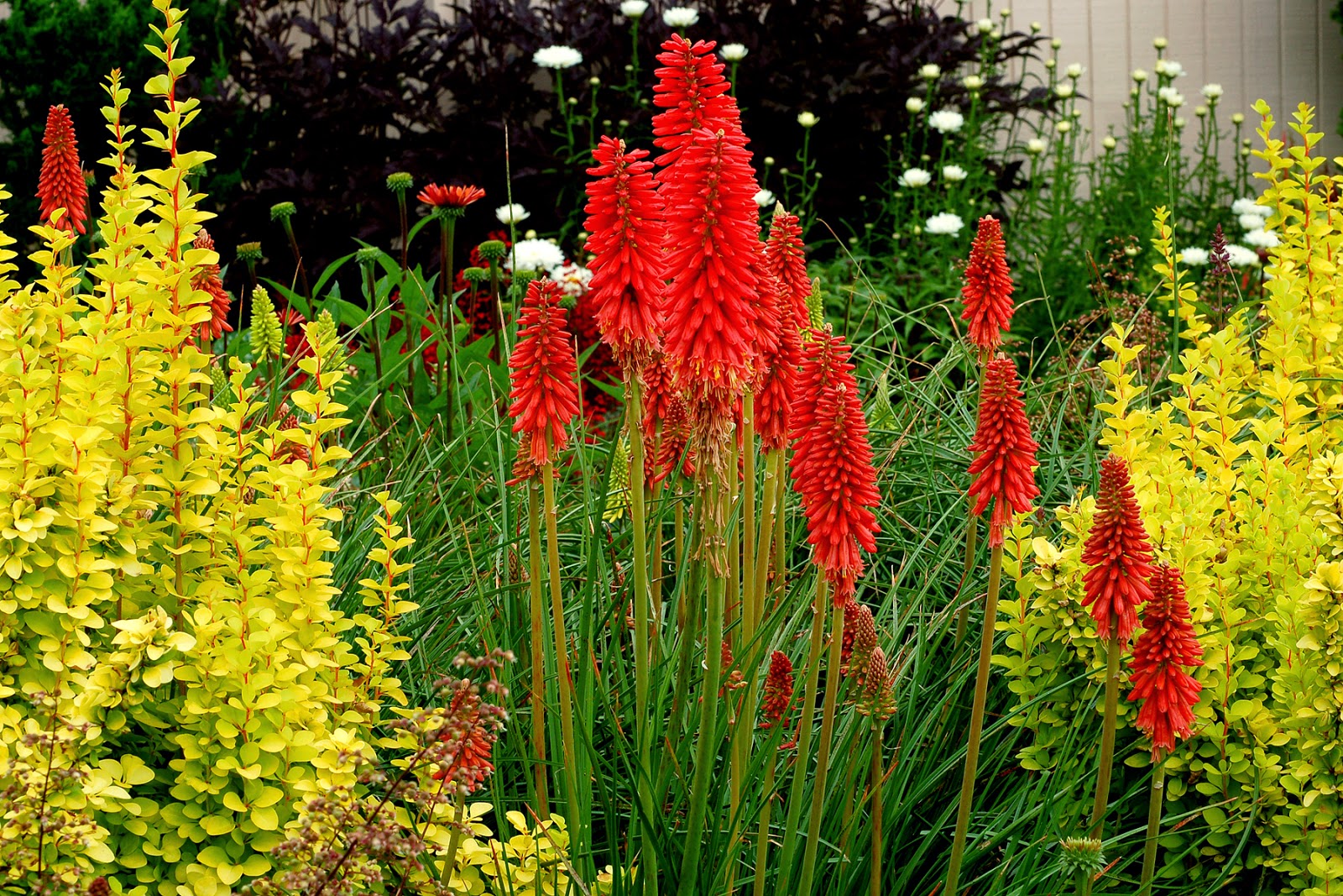 Red Hot Poker Kniphofia Uvaria Red Hot Poker Kniphofia Uvaria