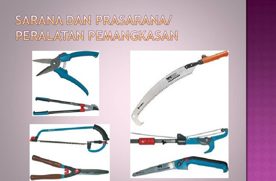 pemangkasan dan penjarangan