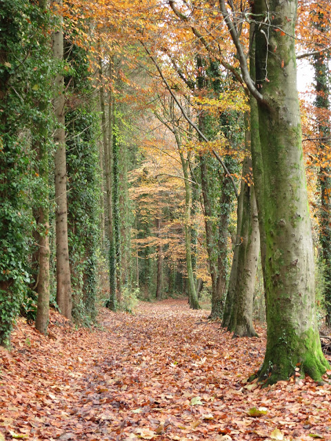 Straight path through mature beech woods; trees on the left with ivy up trunks