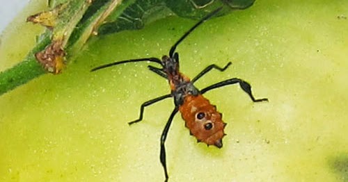 Xtremehorticulture of the Desert: My Pomegranate Has Those Little Red Bugs