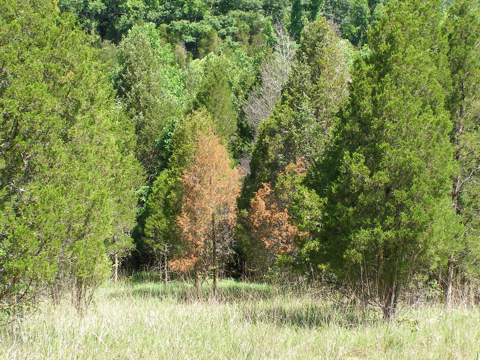 Blue Jay Barrens Dead Cedars