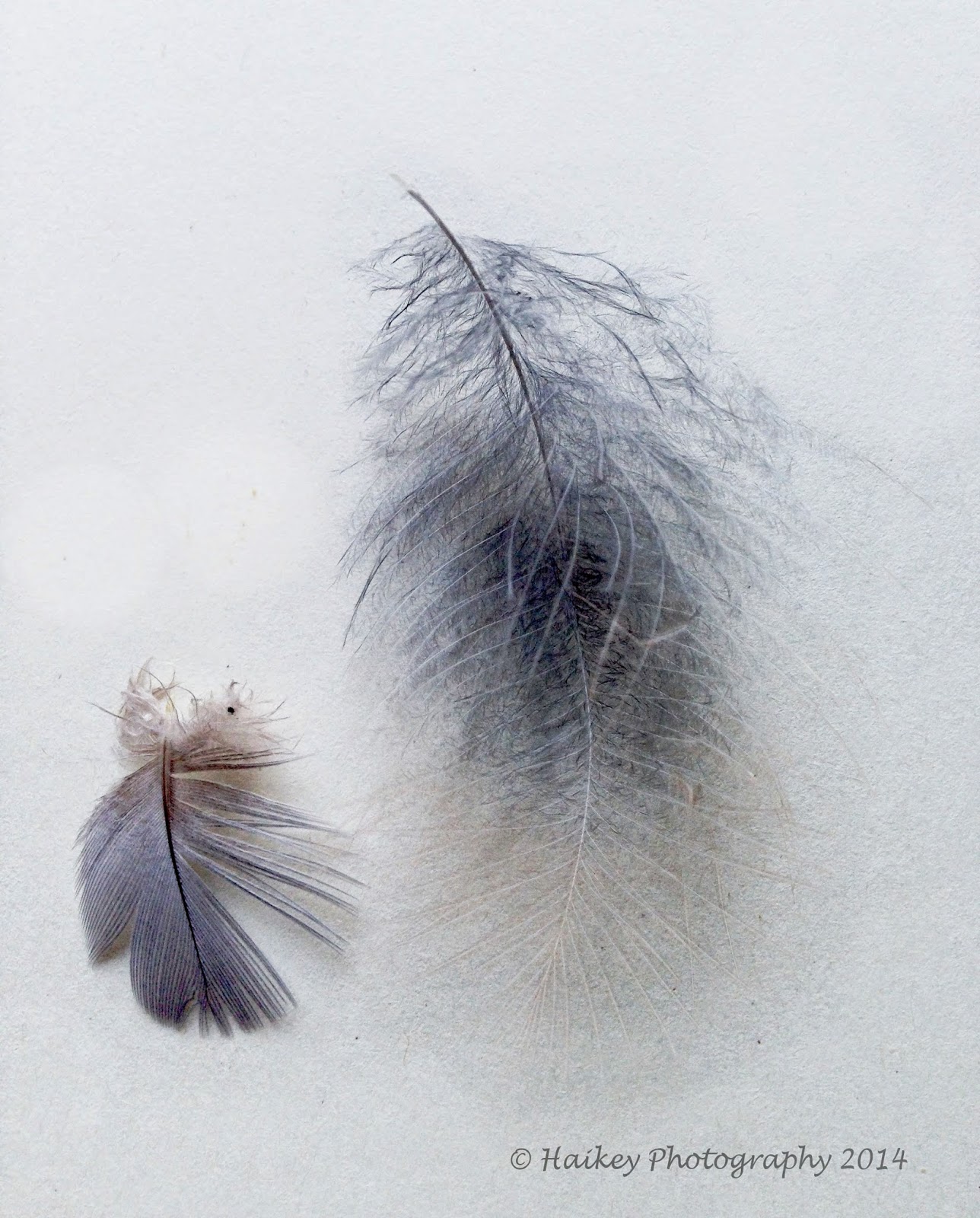 Haikey: Feathers