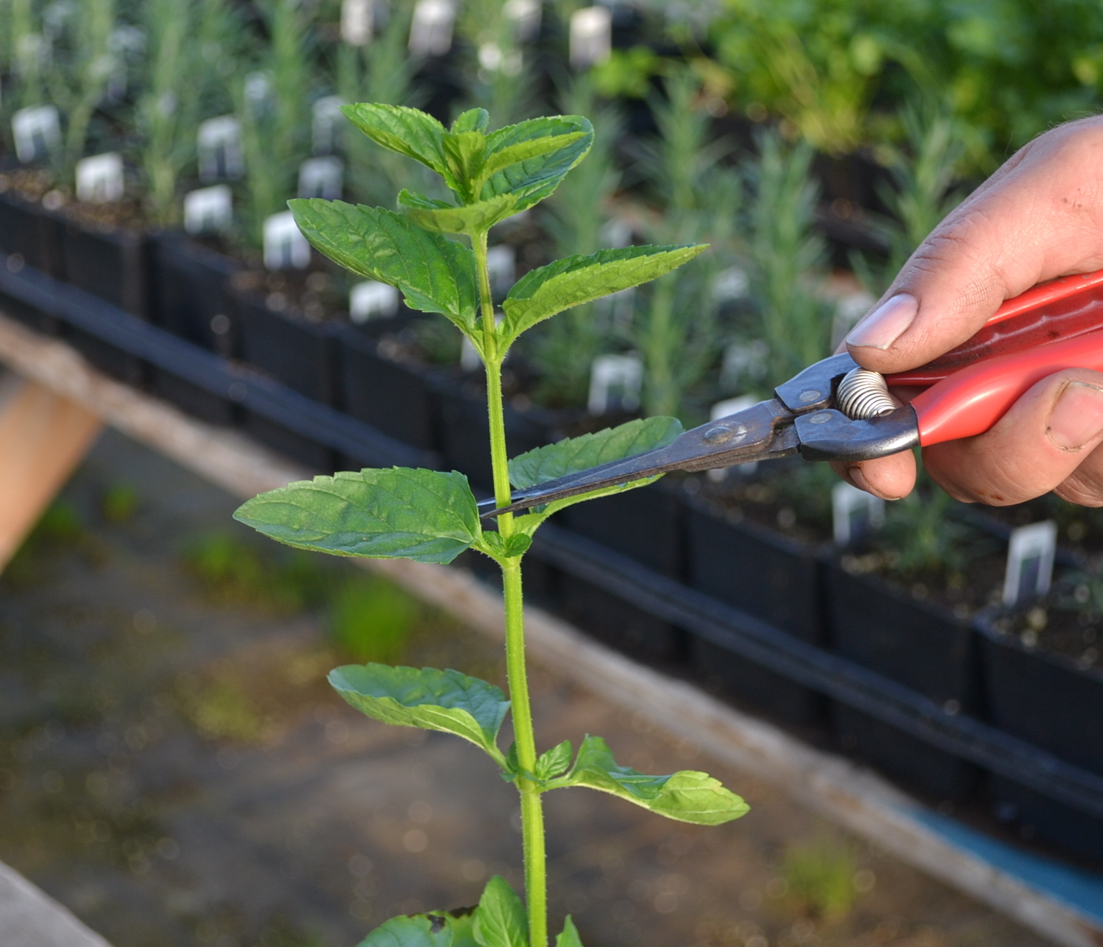 Herb Central How do I cut my herbs so they�ll grow back?