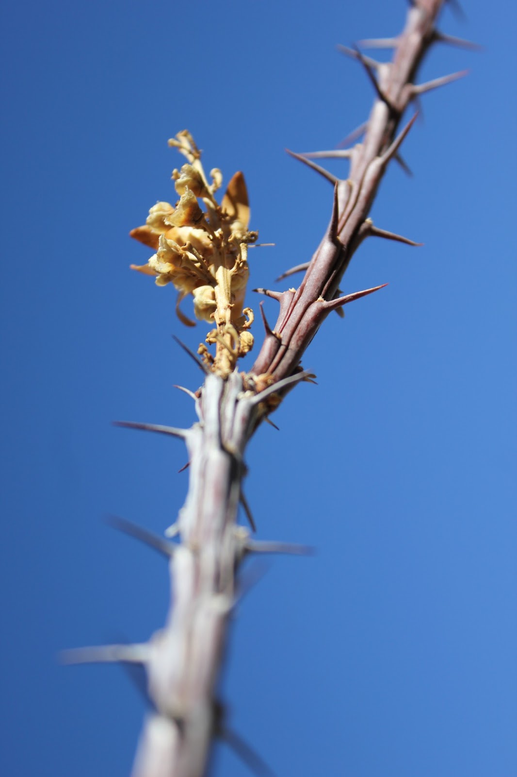 The happy anachronism a fishing blog Guadalupe Mountains National