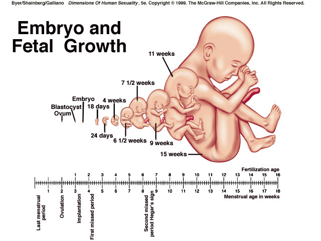 pregnant embryo amp  fetus