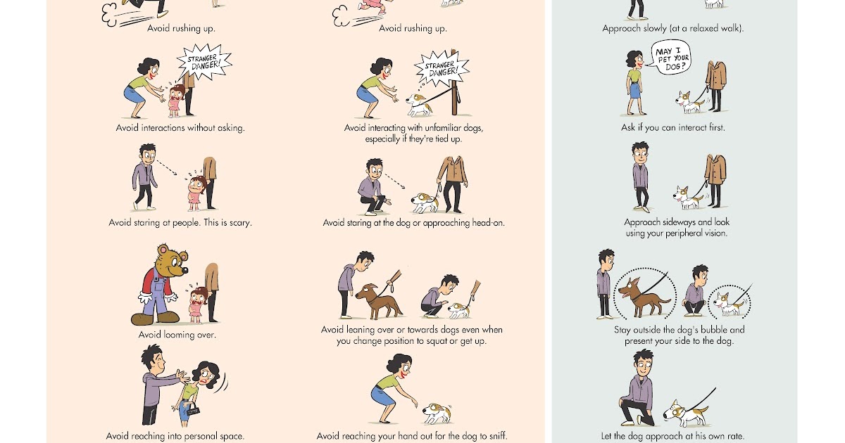 A Mastiff Blog How to Properly Greet a Dog