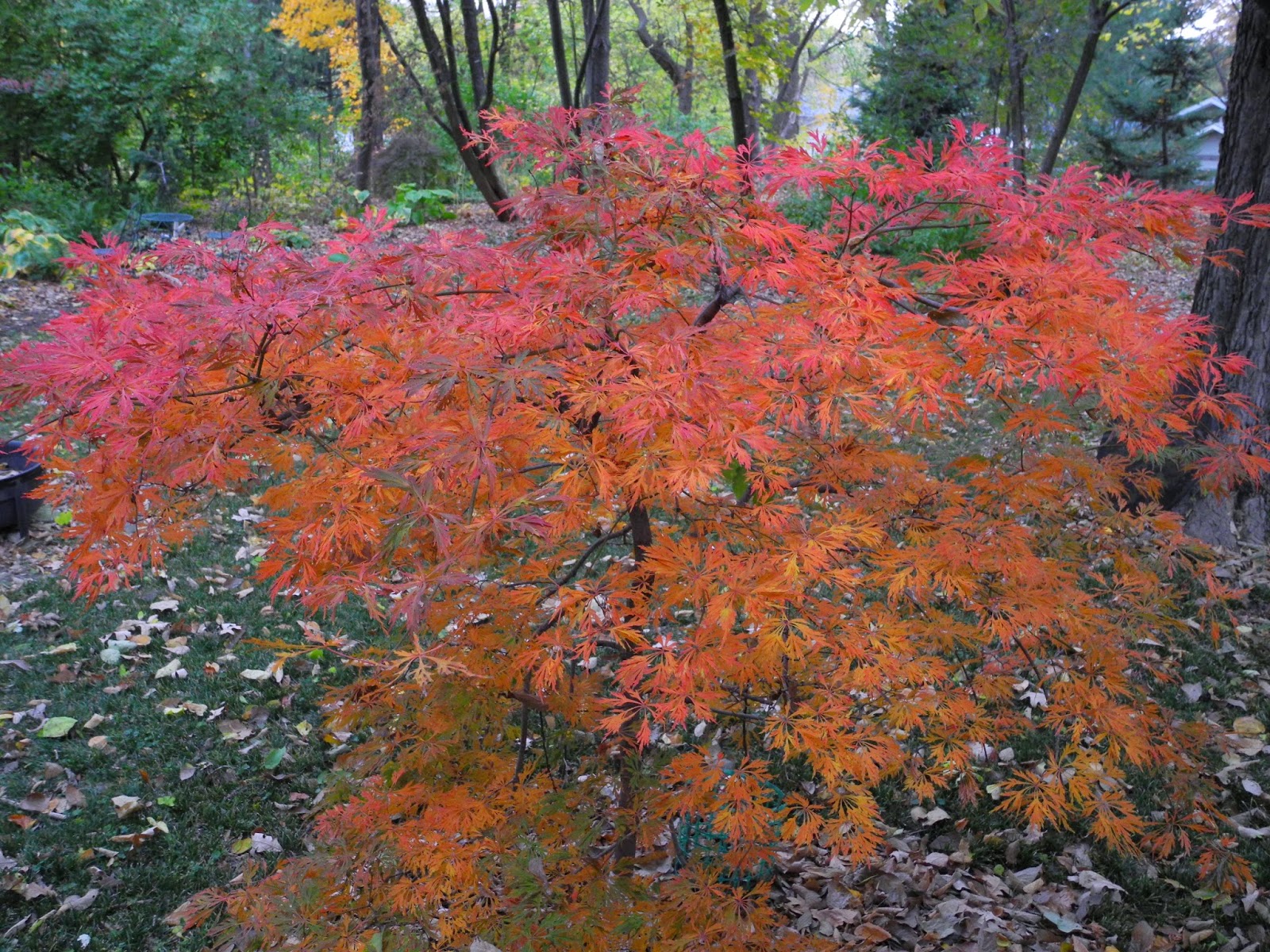 Nadezda S Northern Garden Deciduous Rhododendrons In Bloom
