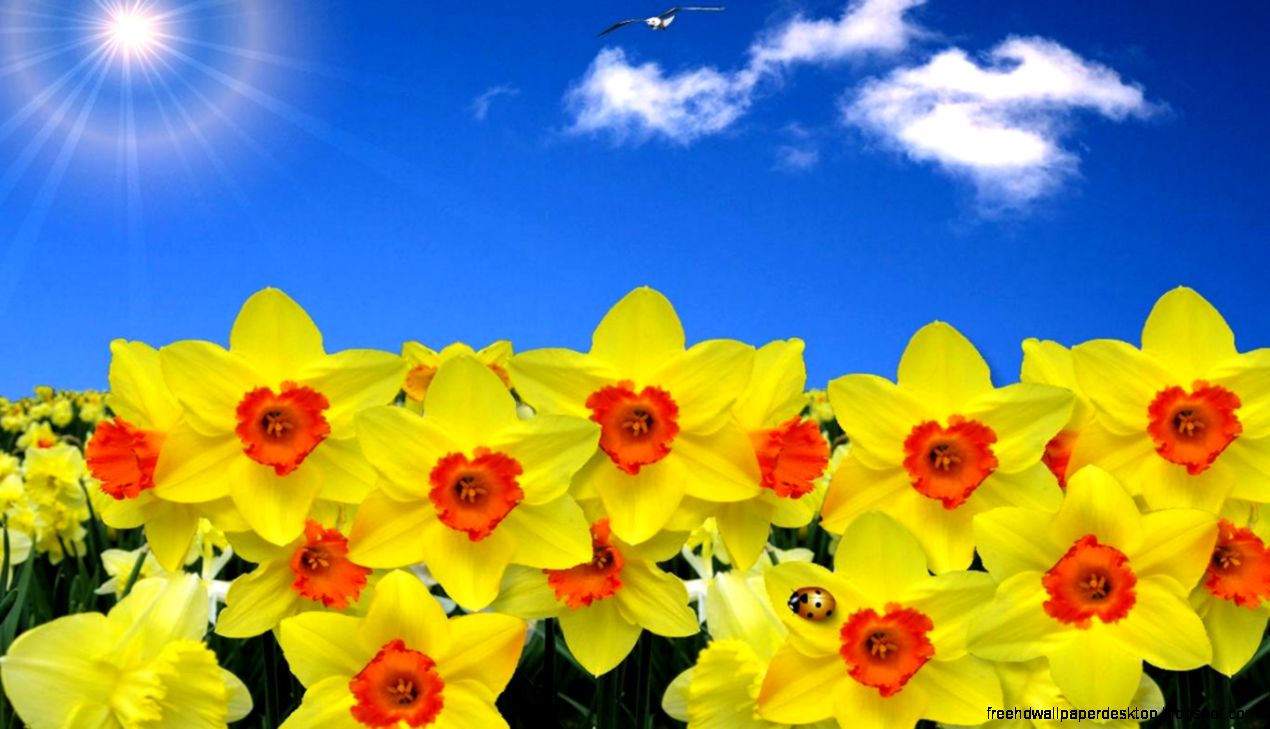 Daffodil Flowers Wallpapers HD Pictures Live HD Wallpaper HQ Daffodil Flowers Wallpapers HD Pictures Live HD Wallpaper HQ