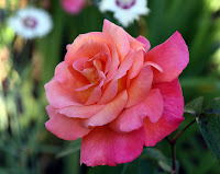 Rosier Odeflorales51