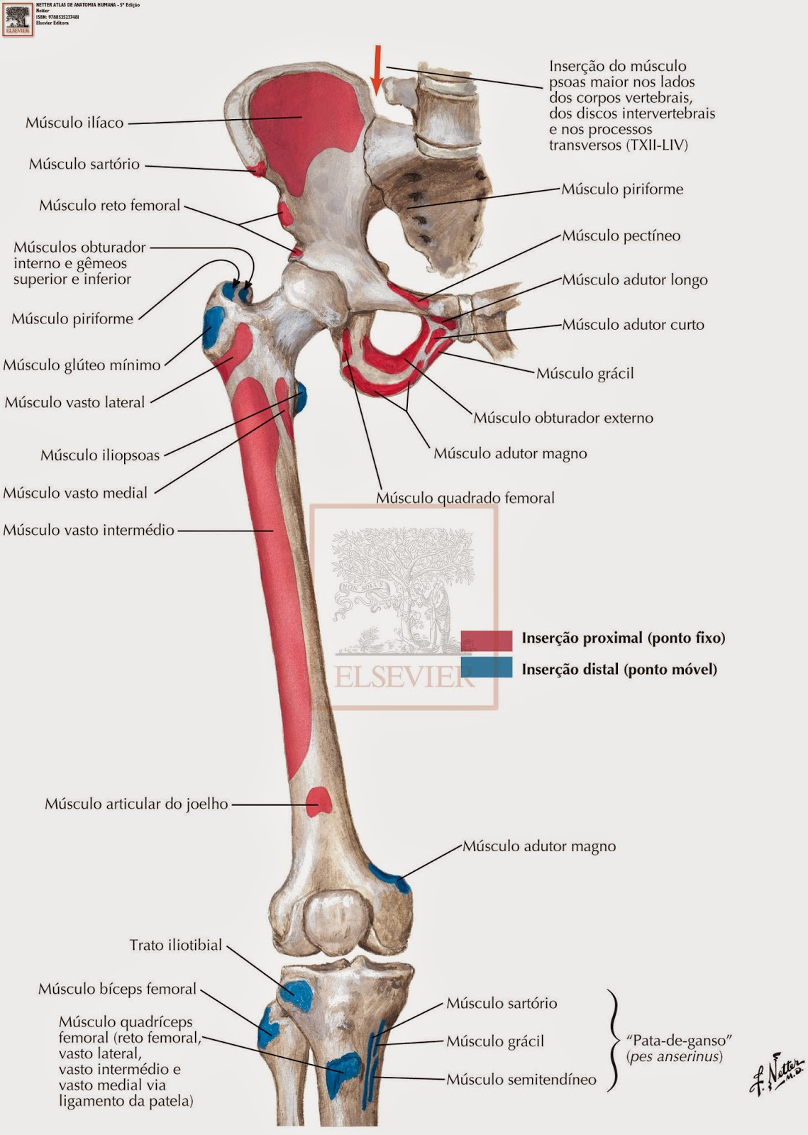 Músculos trabalhados durante o agachamento sumô: Quadríceps; Conjunto dos  músculos adutores (adutor longo, médio e curto/ pectíneo e grácil);  Glúteo, By Jeane Personal Trainer