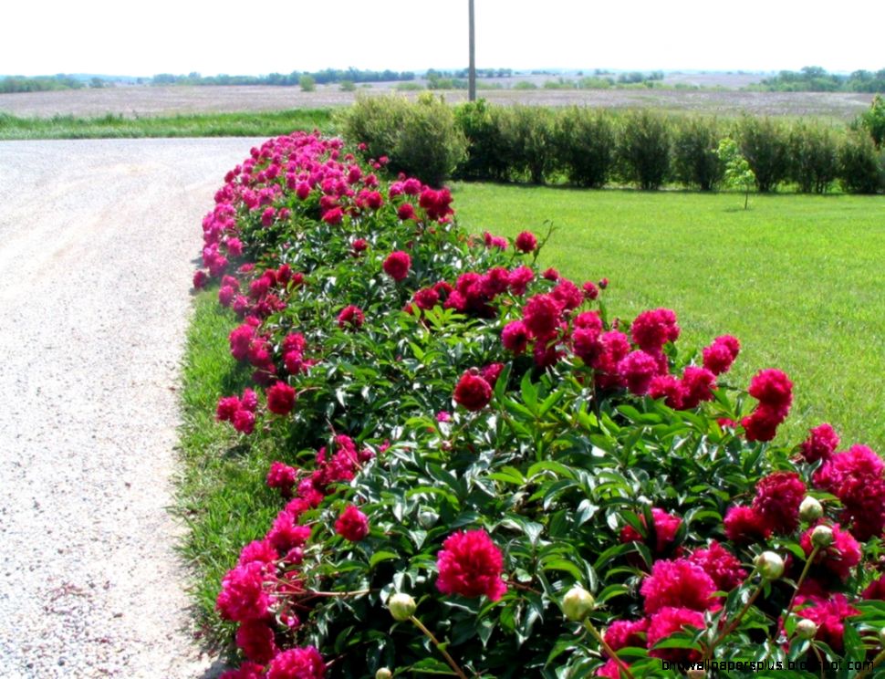 Prairie Star Flowers Blog Prairie Star Flowers Blog Prairie Star Flowers Blog Prairie Star Flowers Blog