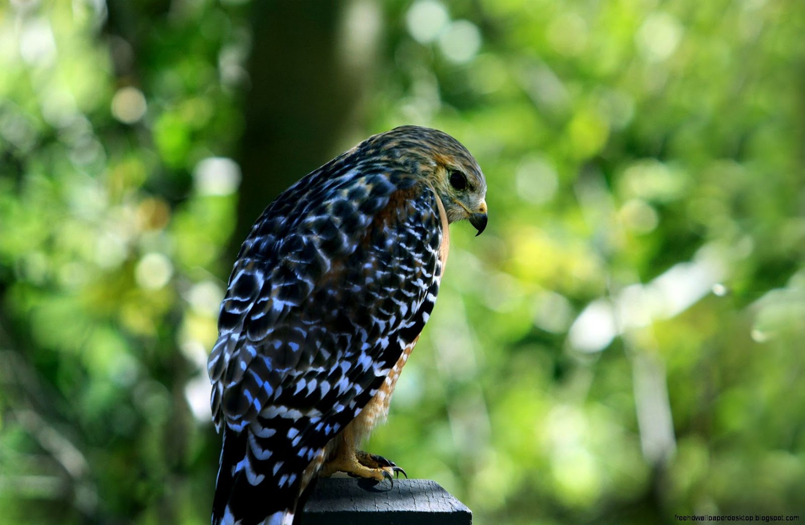 Black Hawk Bird Wallpaper Black Hawk Bird Wallpaper
