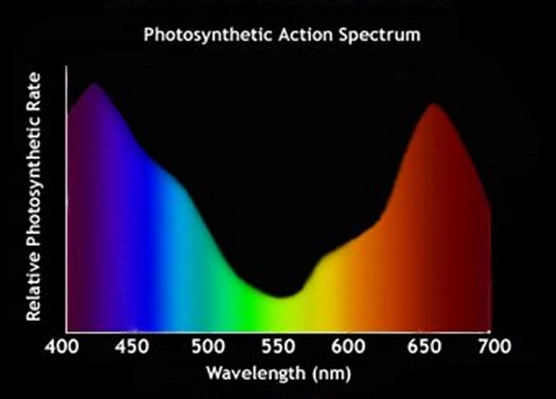 plays of rays a