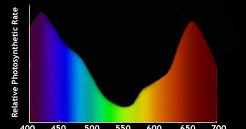 plays of rays a