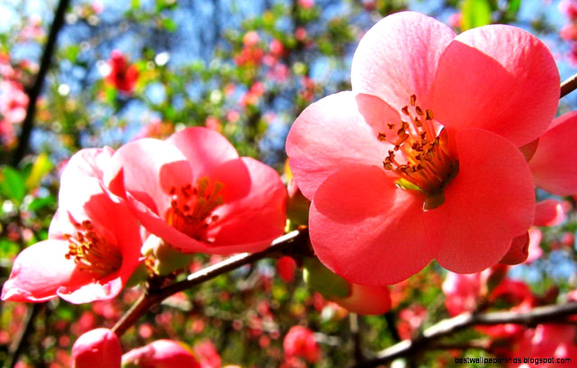 Awesome Cherry Flowers Wallpaper 1280x800 iWallHD Wallpaper HD Awesome Cherry Flowers Wallpaper 1280x800 iWallHD Wallpaper HD