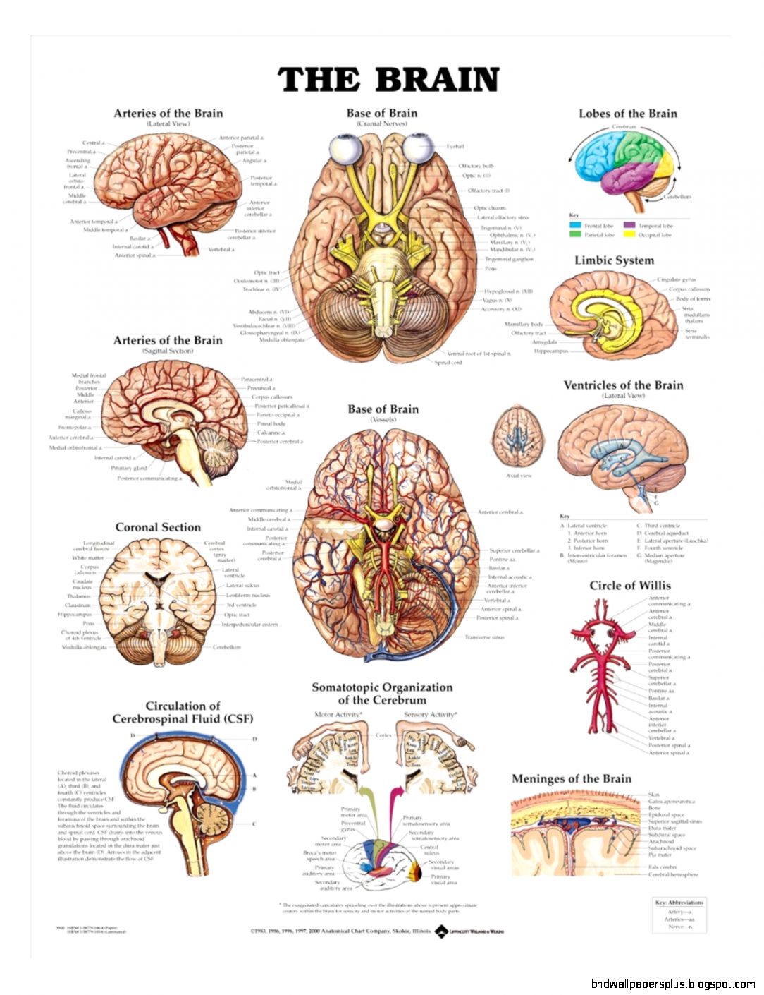 Human Brain Anatomy LesilmcGuire Human Brain Anatomy LesilmcGuire