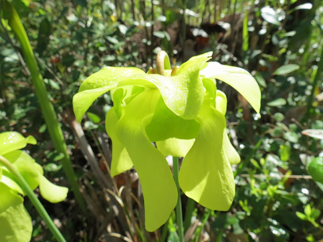 Sarracenia alata flower