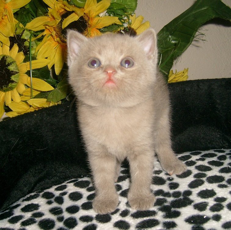 BRITISH SHORTHAIR WCF Federasyon secereli safkan British Shorthair