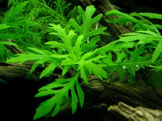 Hygrophila Stem Plant Family Acanthaceae Funquatic Depok